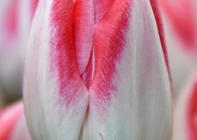 Tulipa Mickey Chic ® (4)